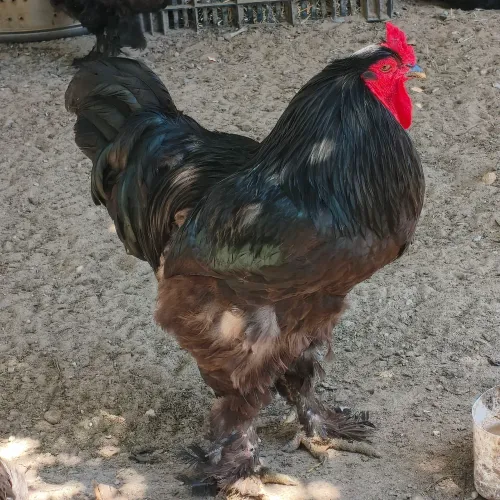 Galo Brahma Black