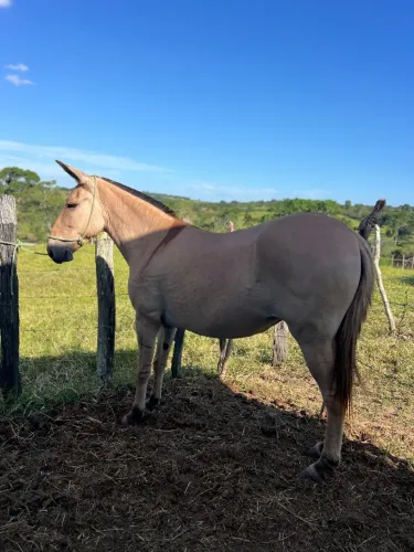 Mula de sela e serviço