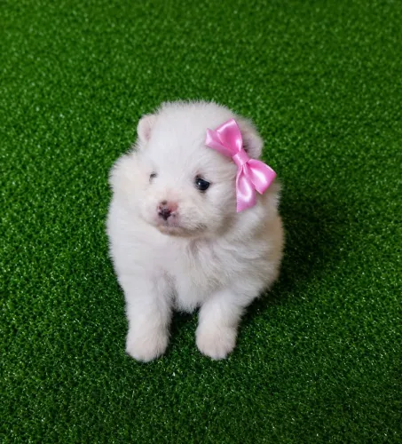 Linda filhote de Lulu da Pomerânia