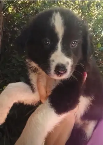 Border collie inteligente e lindo