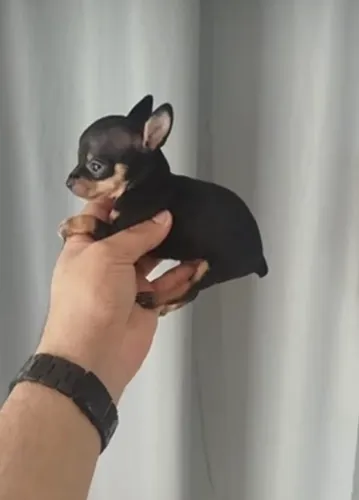 Pinscher zero lindos filhotes