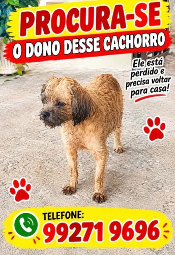Cachorro encontrado. 