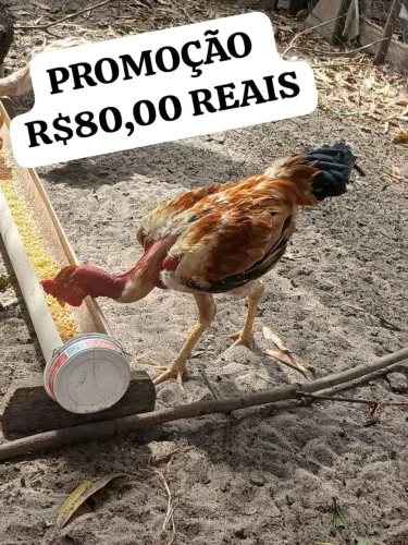GALO POLACO CAIPIRA REPRODUTOR 
