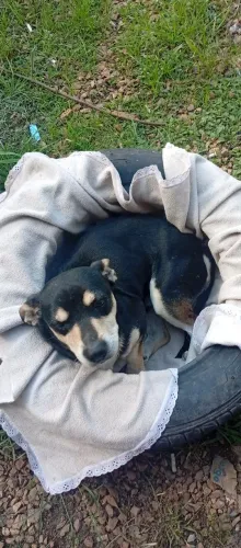 Cachorro 