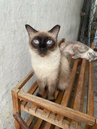 Gato para doação 