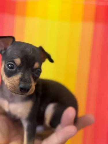 Pinscher miniatura c pedigree registro (venda)