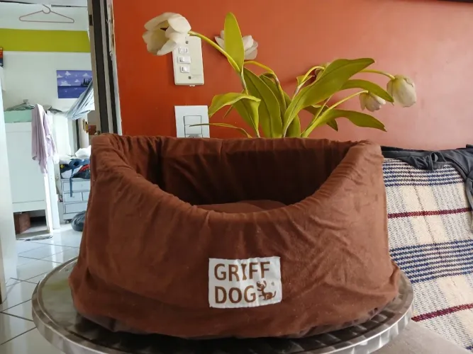 CAMINHA pra PET (cão ou gato)