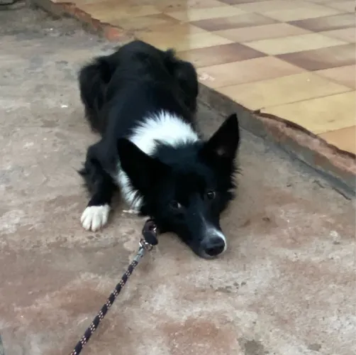 Border collie fêmea 6 meses