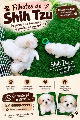 Shihtzu
