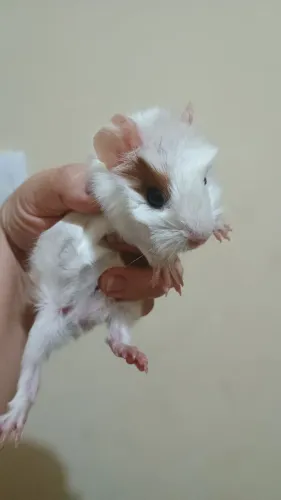 Porquinho da índia fêmea