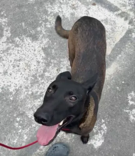 PASTOR MALINOIS MACHO COM PEDIGREE, MICROCHIPADO