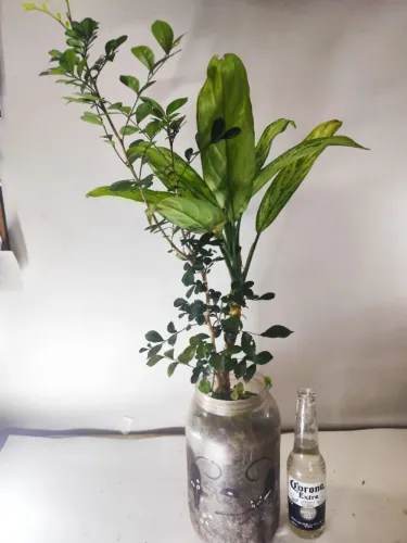 Aglaonema Silver Queen + Murta-de-Cheiro - 2 Plantas Adultas