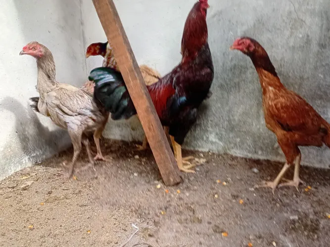 Galinha caipira preço por unidade