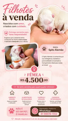 Venda de filhote de Spitz Alemão