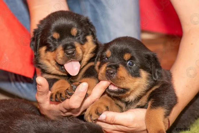 Filhotes espetaculares de rottweiller alemão