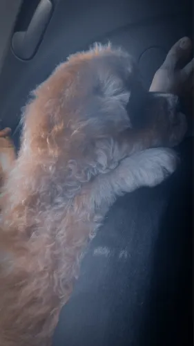 Cachorro Chow Chow fêmea 