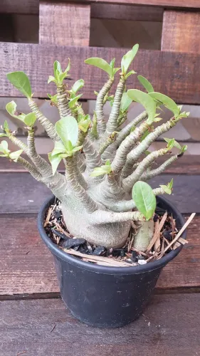 Rosa do Deserto arabicum 