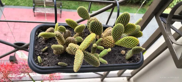 Cacto Orelha de Mickey