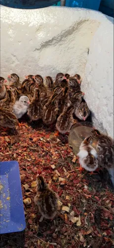 VENDA DE PINTINHO GALINHA ANGOLA