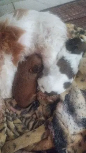 Filhotes puros lhasa apso 15 dias