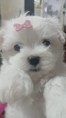 Filhote Maltês, ganhe um amor para toda a vida!