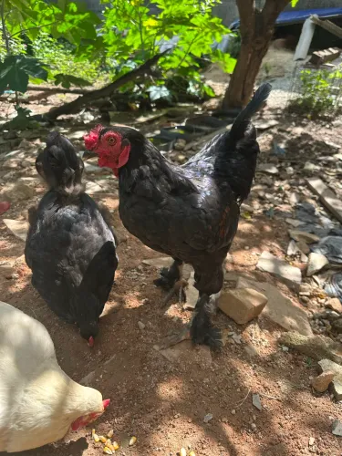 Galinhas e galo bhama black