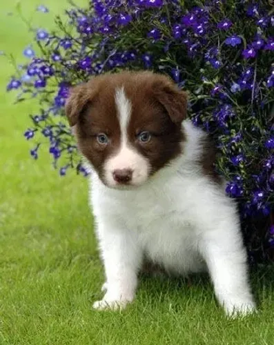 Border Collie com Entrega Imediata - Treinável, Lindo e Saudável