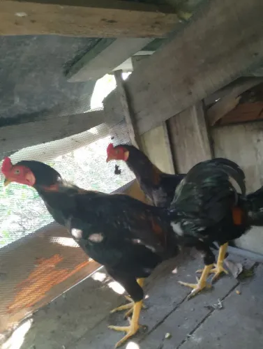 Vende/troco frangos de 5 meses 60 reais cada
