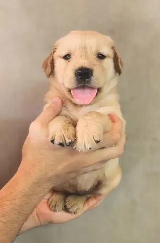 Golden retriever 