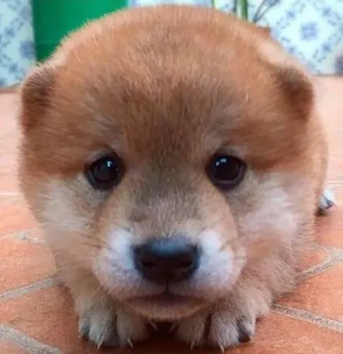 Shiba Inu disponível! 