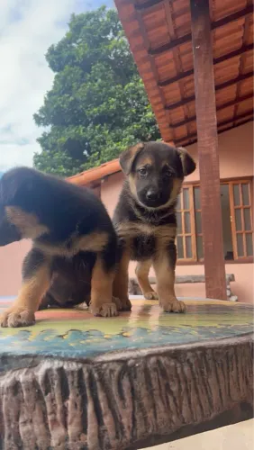 Pastor Alemão fêmea e macho puros a pronta entrega 