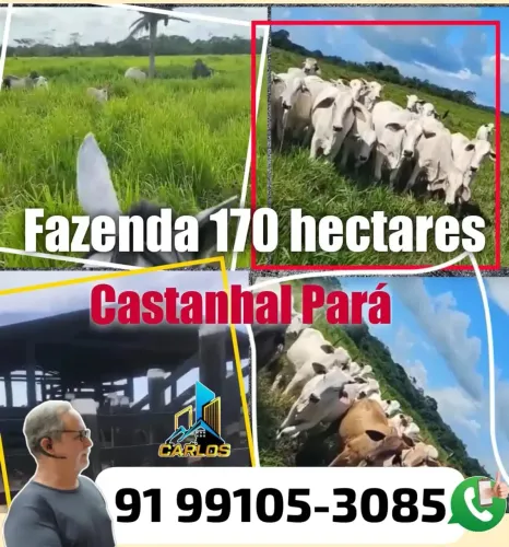 Fazenda para venda possui 170 hectares, toda aberta com pastos, curral, casa em Castanhal 