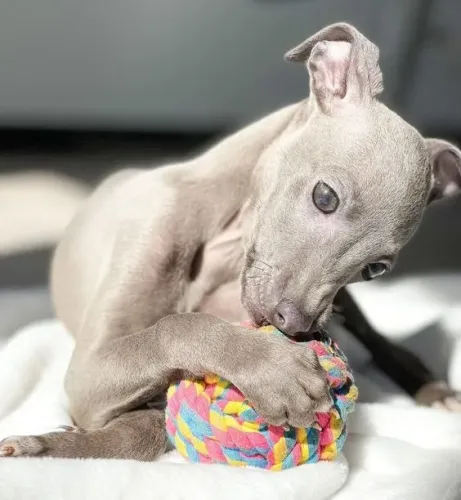 Adoráveis Galgo Italiano à Venda!