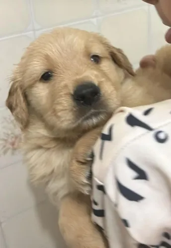  Golden Retriever - Puro Sangue