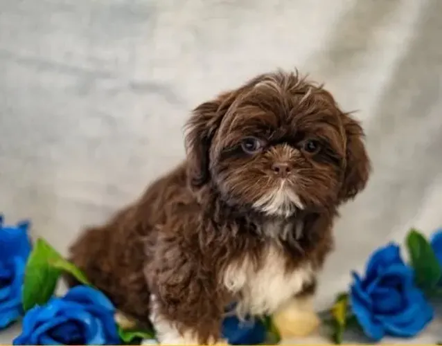 Shih-Tzu Fêmea: Pequena, Linda e Cheia de Personalidade