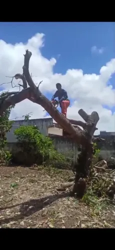 Podas e remoção de árvores 
