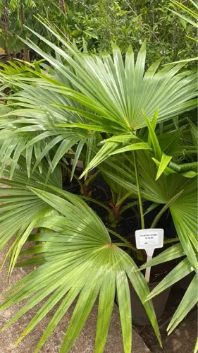 Palmeira Leque Latânia