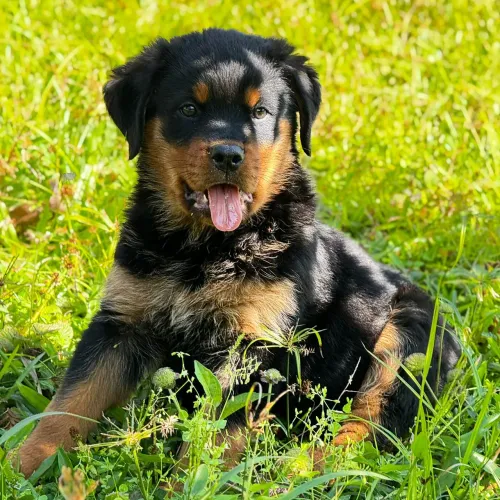 Filhote de Rottweiler cabeca de touro disponível!