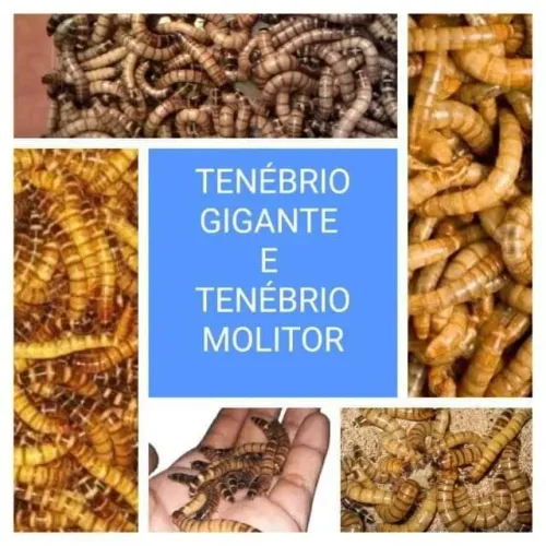 Tenebrios Molitor e Tenebrios Gigante (insetos)