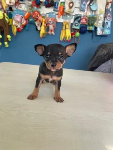 Filhote de Pinscher - Uma fofura! Miniatura macho $1.400,00