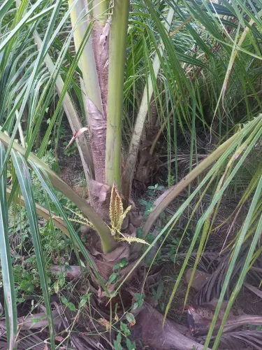 M.DE COCO ANÃO VERDE. Favor ler o anúncio. Teremoscítricasembreve. . 