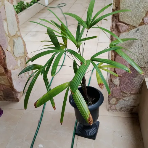 Planta ráfia no vaso torre