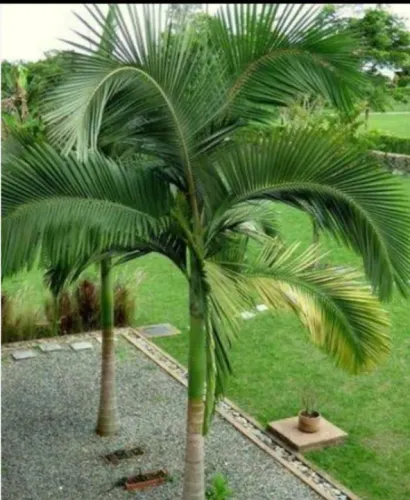 Mudas diversas leia no anúncio