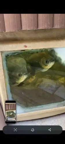 Sistema criação de peixes