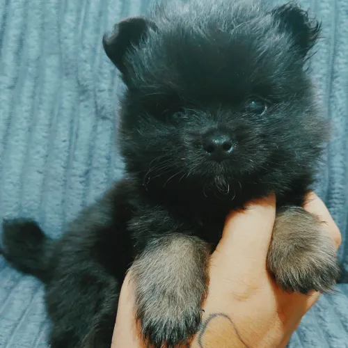 Machinho de Spitz/Lulu Anão