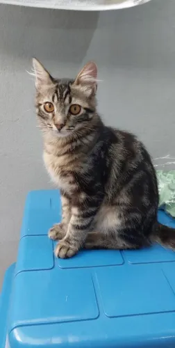 Gato Filhote Macho - Doação