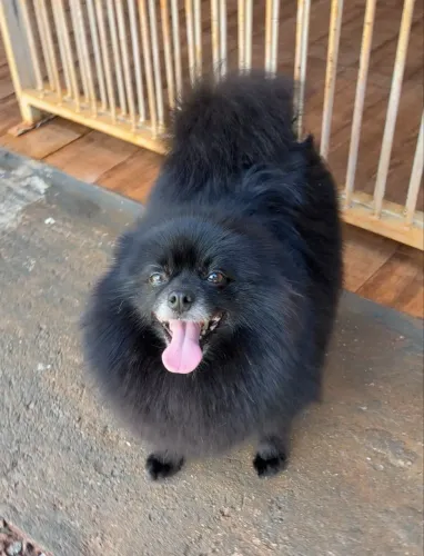 Spitz Alemão black