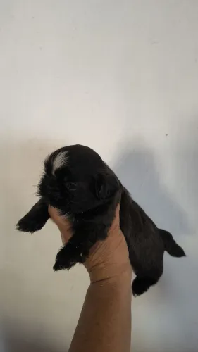 Cachorro 