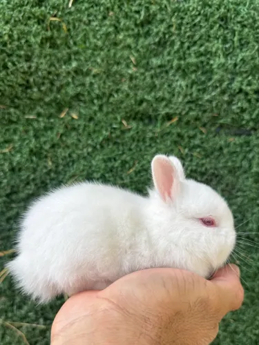 Animais