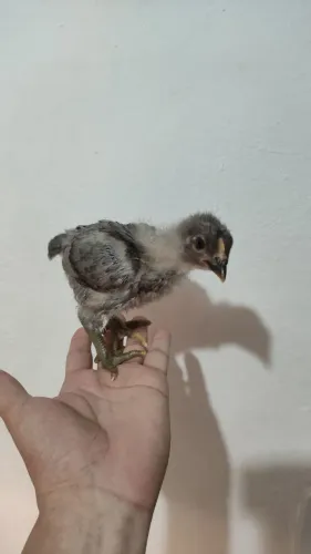Pintinhos